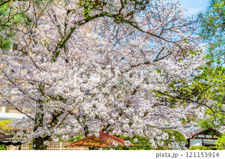 広島 縮景園　桜咲く清風池 121153914