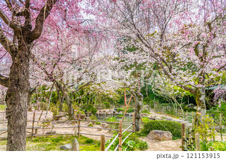 広島 縮景園　桜咲く清風池 121153915