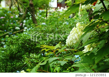 頼光寺の紫陽花 頼光寺の紫陽花 121153931
