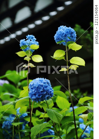 頼光寺の紫陽花 121154064