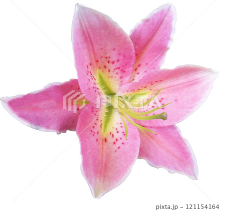 Pink lily flower isolated on white background, close-up. Pink lily flower isolated on white background, close-up. 121154164