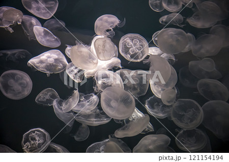 日本近海で見ることのできるミズクラゲ【背景素材】 121154194