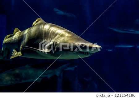 暖かい海の沿岸に生息する大型サメ、シロワニ【白和邇】 121154196