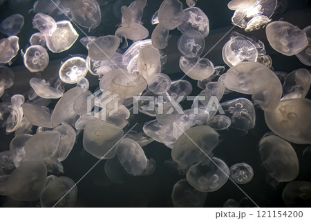 日本近海で見ることのできるミズクラゲ【背景素材】 121154200