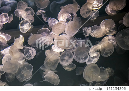 日本近海で見ることのできるミズクラゲ【背景素材】 日本近海で見ることのできるミズクラゲ【背景素材】 121154206
