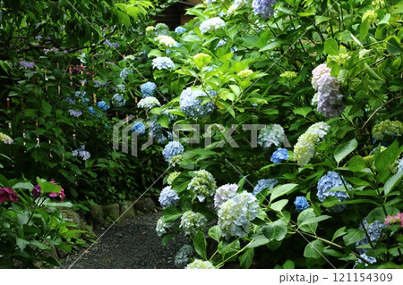 頼光寺の紫陽花 頼光寺の紫陽花 121154309