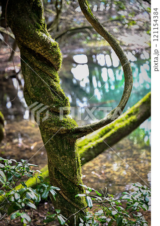 苔むした木 121154384