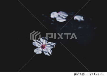 水に浮かぶ桜の花びら 121154385