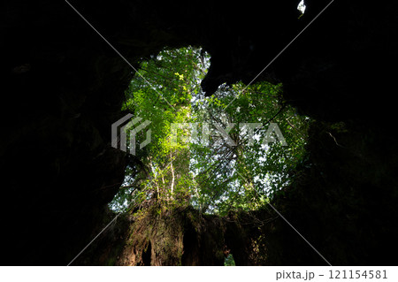 屋久島のウィルソン株 121154581