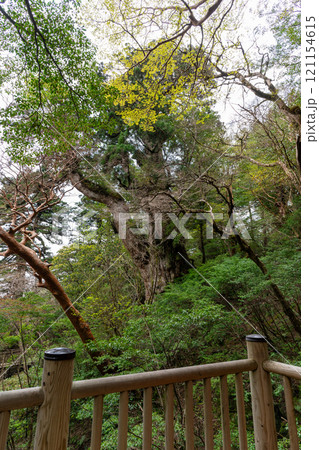 横から見た屋久島の縄文杉 横から見た屋久島の縄文杉 121154615