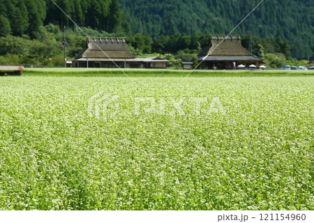 初秋の美山かやぶきの里 121154960