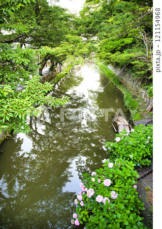 アジサイ咲く八幡堀 アジサイ咲く八幡堀 121154968