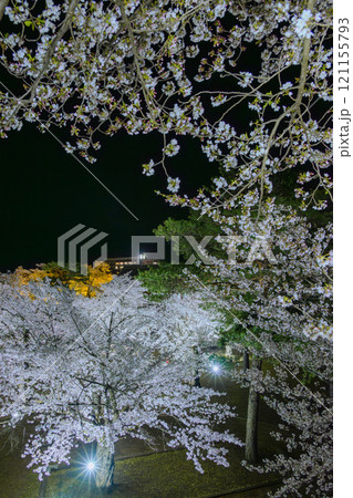 本丸・桜のライトアップ【松代城跡】 121155793