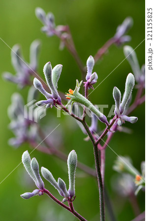 Purple and green Australian native Landscape Lilac Kangaroo Paw flowers, Anigozanthos flavidus, family Haemodoraceae. Clumping drought tolerant perennial bird attracting plant. 121155825