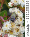 Large Australian native yellow Freckled Jewel Beetle, Stigmodera macularia, family Buprestidae, feeding on Angophora hispida blossoms in Sydney heathland, NSW. Pollinator of flowering gums 121155826