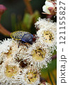 Close up of a large Australian native Freckled Jewel Beetle, Stigmodera macularia, family Buprestidae, feeding on nectar of Angophora hispida blossoms in Sydney heathland, NSW, Australia 121155827