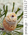 Close up of orange and white inflorescence and flowers of the Australian native Banksia hookeriana, family Proteaceae. Endemic to Geraldton plains, southwest Western Australia 121156217