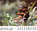 Hardy, drought tolerant Western Australian native Firewood Banksia cone seed pod, Banksia menziesii, family Proteaceae. Shrub or small tree endemic to Avon Wheatbelt, Geraldton Sandplains, 121156218