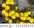 Yellow feather flowers of the Australian native Verticordia galeata, family Myrtaceae, tribe Chamelaucieae, endemic to Kalbarri, Western Australia. Spring summer flowering 121156219