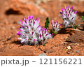 Purple flowers of Australian native Rose tip Mulla Mulla, Ptilotus manglesii, family Amaranthaceae. Endemic to woodland of southwest Western Australia 121156221