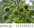 Female cones of Australian native Wollemi Pine, family Araucariaceae. Wollemia nobilis is an ancient conifer endemic to Australia. Conservation status is critically endangered 121156223