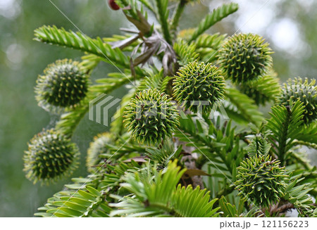Female cones of Australian native Wollemi Pine, family Araucariaceae. Wollemia nobilis is an ancient conifer endemic to Australia. Conservation status is critically endangered 121156223