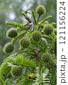 Female cones of Australian native Wollemi Pine, family Araucariaceae. Wollemia nobilis is an ancient conifer endemic to Australia. Conservation status is critically endangered 121156224