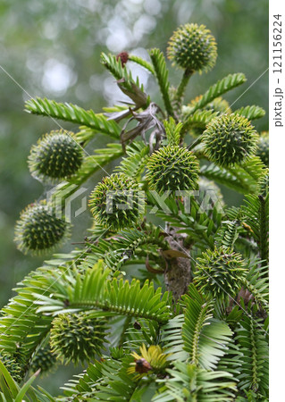 Female cones of Australian native Wollemi Pine, family Araucariaceae. Wollemia nobilis is an ancient conifer endemic to Australia. Conservation status is critically endangered 121156224