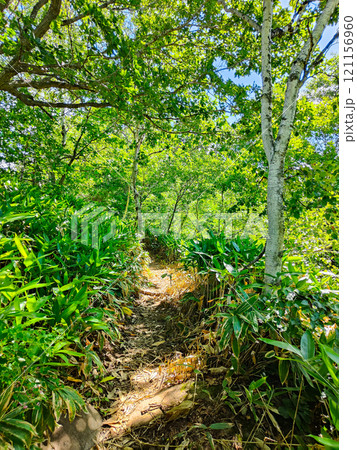 夏の四阿山・根子岳登山(中尾根コース:樹林帯) 夏の四阿山・根子岳登山(中尾根コース:樹林帯) 121156960