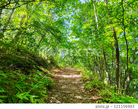 夏の四阿山・根子岳登山(中尾根コース:樹林帯) 夏の四阿山・根子岳登山(中尾根コース:樹林帯) 121156983