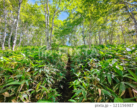 夏の四阿山・根子岳登山(中尾根コース:樹林帯) 夏の四阿山・根子岳登山(中尾根コース:樹林帯) 121156987