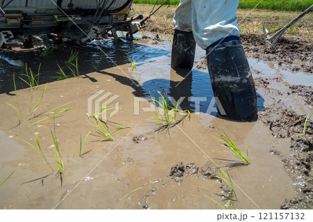 rice-planting 121157132