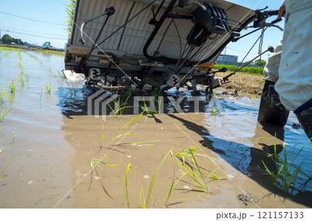 rice-planting 121157133