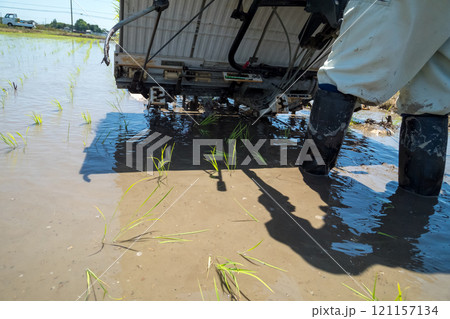 rice-planting 121157134