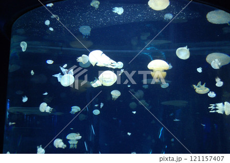 水槽の中を漂うクラゲ 121157407