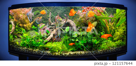 Goldfish in freshwater aquarium with green beautiful planted Goldfish in freshwater aquarium with green beautiful planted 121157644