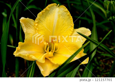ヘメロカリス ケシア 121157701