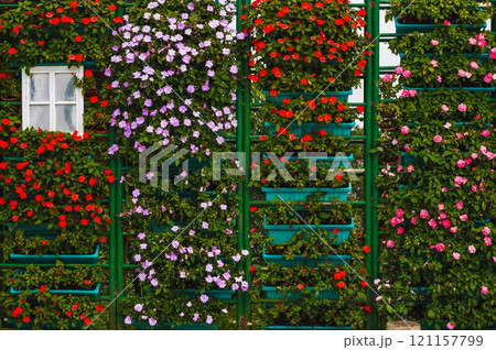 Vertical flowerbed of red catharanthus flowers in flower pots 121157799