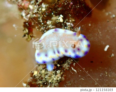 大島のアカネコモンウミウシ 大島のアカネコモンウミウシ 121158103