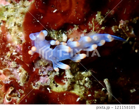大島のサキシマミノウミウシ 大島のサキシマミノウミウシ 121158105