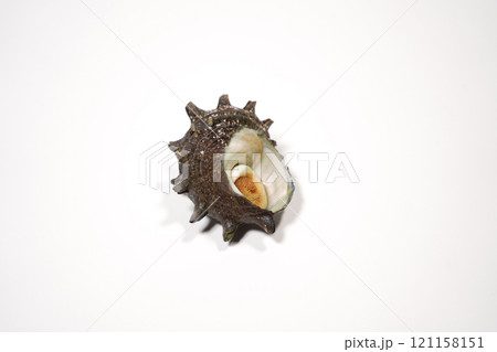 さざえ さざえ 121158151