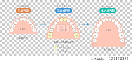 年齢で変化する歯の本数と新しく生える歯と歯並び 年齢で変化する歯の本数と新しく生える歯と歯並び 121158381