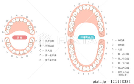永久歯と乳歯の歯列とその名称の解説セット 121158382