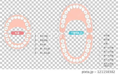 永久歯と乳歯の歯列とその名称の解説セット 121158382