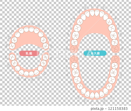恆牙和乳牙及其名稱的說明集 121158383