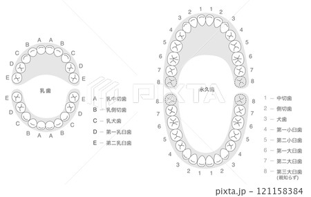 白黒 永久歯と乳歯の歯列とその名称の解説セット 121158384