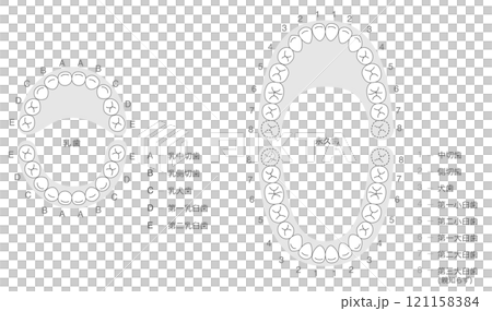 白黒 永久歯と乳歯の歯列とその名称の解説セット 121158384