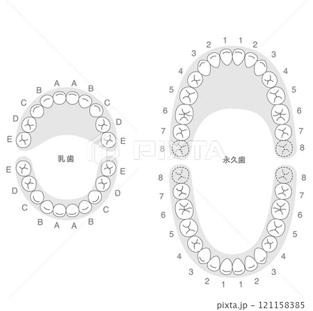 白黒 永久歯と乳歯の歯列とその名称の解説セット 121158385
