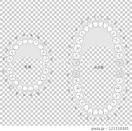 恆牙列和乳牙列及其名稱的黑白解釋 121158385