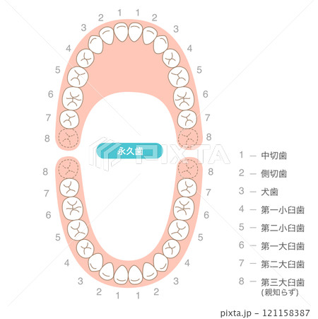 永久歯の歯列とその名称の解説 永久歯の歯列とその名称の解説 121158387